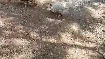 nka chamba ung puti ko partida bulag pa ung Isang mata