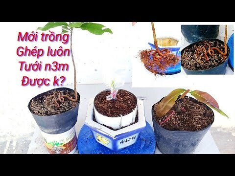 Mai mới trồng ghép luôn được không? Ghép rồi tưới n3m được không?