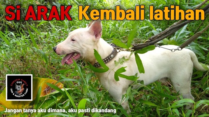 Pelatihan si arak dihutan