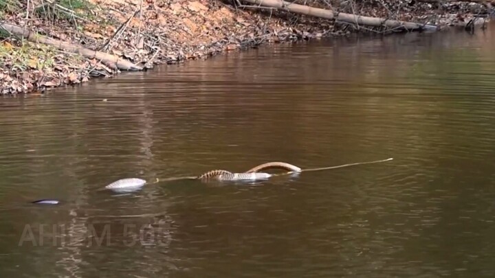 (รวมสัตว์โลก) งูจงอางกำลังไล่กินงูสายรุ้งในน้ำอย่างไม่ลดละ
