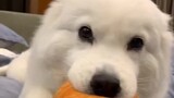 "Samoyed" hold on, I will definitely have a dog!