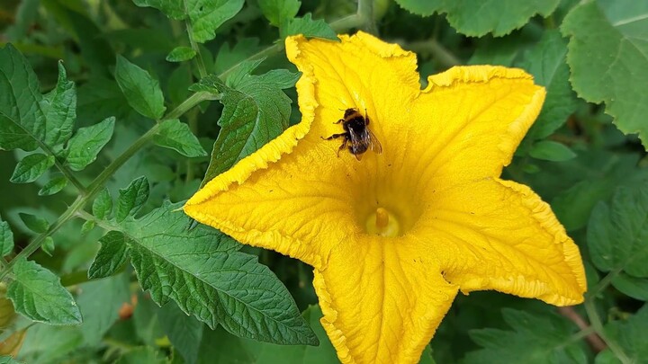 Bumblebee on pumpkin flower