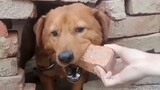 Animal|Dog Moves Bricks