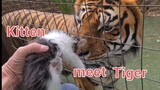 Tigers react to little kittens !