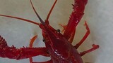 red crayfish..