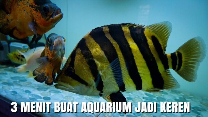 REVIEW MODIFIKASI AQUARIUM IKAN DATZ, OSCAR, PALMAS CUMA 60 RIBU