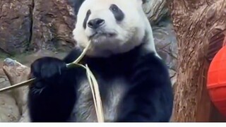 The "People's Education Edition" panda has become popular abroad. Millions of foreigners watched him