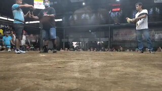 boston roundhead  wins vs talisay