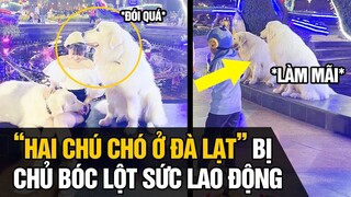 2 CON CHÓ bị chủ" BÓC LỘT "  sức lao động ĐÀ LẠT??? | Tin Nhanh 4s