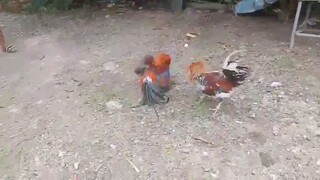 wala sugat lasak natin