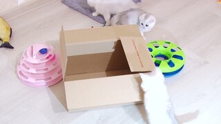 Silver Scottish kittens and the box