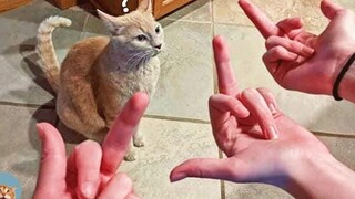 Oh No!  - Funny Pets Reaction MEOW