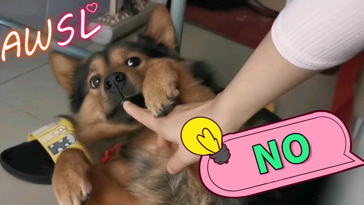Animal|New Method of Rubbing Dog