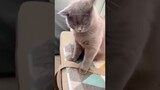 #20 Funniest Cats And Dogs videos 🐶🐱 #funny #animals #cuteanimals