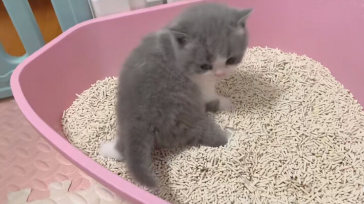 Kitten's First Time Using The Litter Box