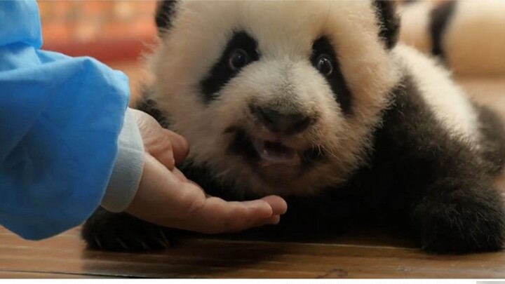 A keeper touched an "aggressive" panda, leaving a foreigner stunned: I was trembling with fear!