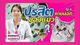 หมอแมวเมตตา Ep.6 | ปรสิตภายนอกของน้องแมว