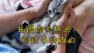 猫咪养熟了跟没养熟的区别，就是猫不理跟猫来啦