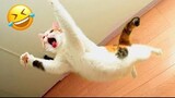 New Funny Animals 😅 Funniest Cats and Dogs 2023 😹🐶 Part 8