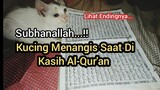subhanallah Kucing Yatim Menangis saat Di Dekatkan Al-Qur'an