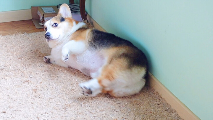 Animal|The Welsh Corgi Pembroke is eating.