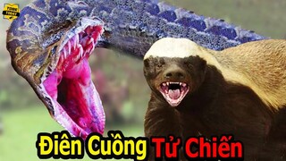 🔴5 Trận Chiến Kịch Tính Và Điên Rồ Nhất Làm Nên Tên Tuổi Của Lửng Mật Ong