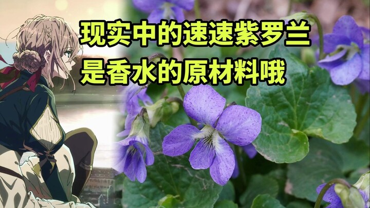 因为翻译家失恋了，Violet就变成了“紫罗兰”