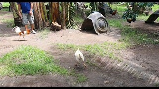 Sigoy whites newly harvest unang bitaw