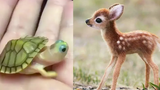 Cute baby animals Videos Compilation cute moment of the animals - Cutest Animals 3 รวบรวม