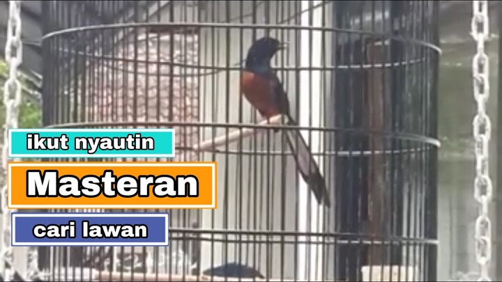 suara murai ngeplong | cocok untuk masteran dan pancingan