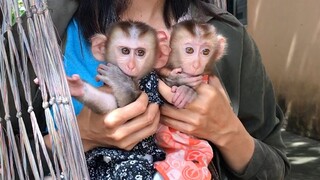 In the swing with mommy, Mino and Coconut monkey