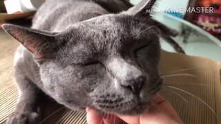 ASMR Cat Purring  เกาคางแมวครางเพอๆๆ เพลินจนทาสแมวง่วง