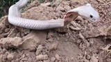 săn bắt ẩm thực vùng cao || Đập Tan Tổ Mối Kinh Hoàng Phát Hiện Ổ Rắn Hổ Mang Hung Dữ , King Cobra