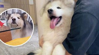 Sẽ có cả đàn chó Alaskan Malamute