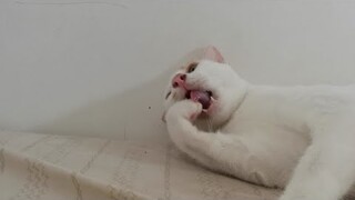 Spot's morning routine || Clowder zone