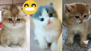 Kucing Paling Lucu Dan Gemas | Funny Cute Cat And Kitten