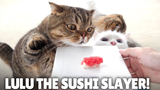 [Hewan]Lulu si Kucing Memakan Sushi