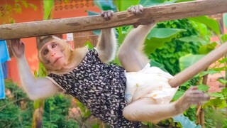 Most Playful & Healthy Baby Monkey!! LIttle Toto is so happy when playing outside