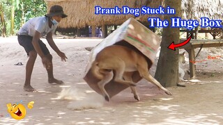 Wow !! Prank Dog Stuck in the Super Huge Box - Very Funny Video Prank , How to stop Laugh?
