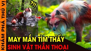 🔥 7 Loài Động Vật Kỳ Lạ Được Tìm Thấy Cứ Ngỡ Như Sinh Vật Thần Thoại Cả 1000 Năm Mới Gặp | KPTV