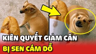 Chú chó GIẢM CÂN nhưng THIẾU NGHỊ LỰC trước bánh mì CÁM DỖ 😂 | Yêu Lu