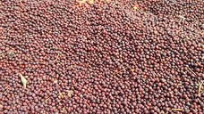 mustard #mustard