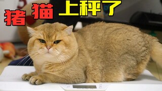 看起来像猪的猫，实际上有多重?