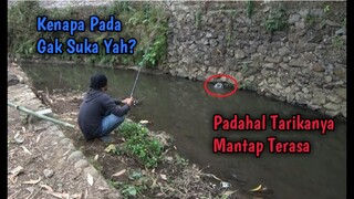 Herann?? Kenapa Pada Gak Suka Mancing Ikan ini? Padahal Tarikannya Mantap