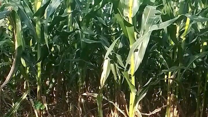 bibit jagung Nk sakti