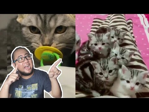 Kucing Konyol Lucu Sekali