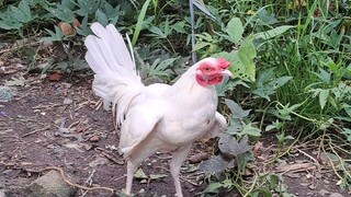 Ldt secret white stag