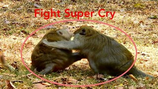 Terrified Fight!! Mama Monkey Fight Monkey Cry Very Loudly, Pity Monkey Cry Very Scare Mama Fight