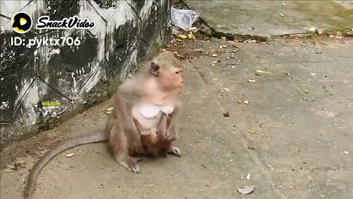 video  Thanks, brain Tobejarabi😱 . KICKOUT😡 sorry 😭😭 🐒🐒