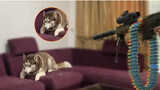 Menembak Husky dengan Pistol Mainan, Apa yang Akan Terjadi?